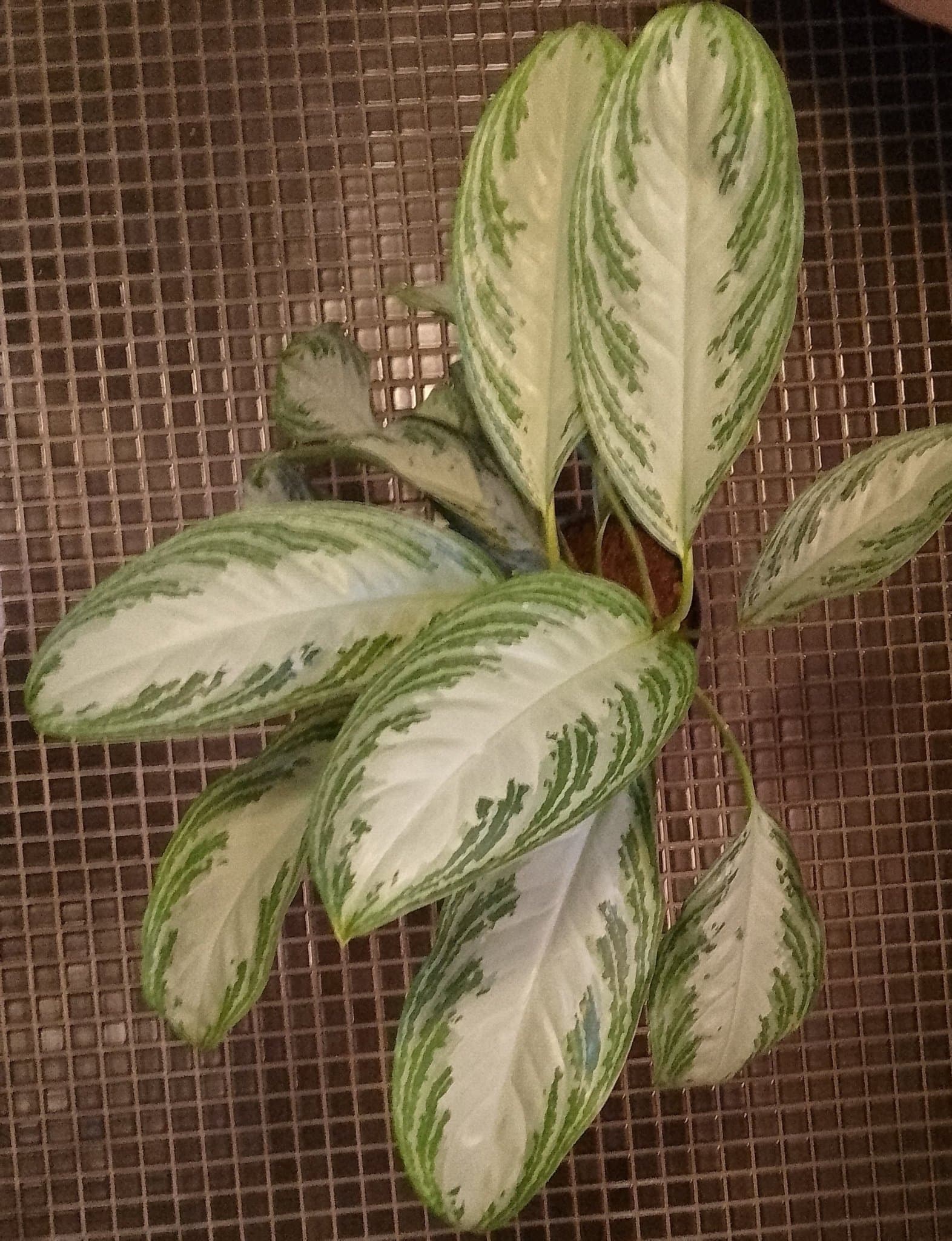 Silverkalla - Aglaonema Silver Bay