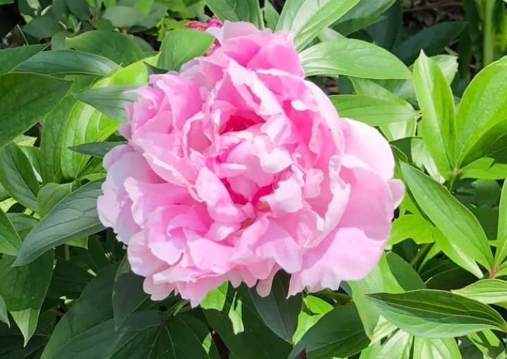 Pion sorten heter sankt bernhardts