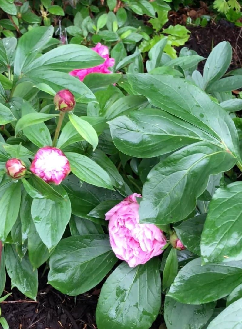 Pion sorten heter sankt bernhardts