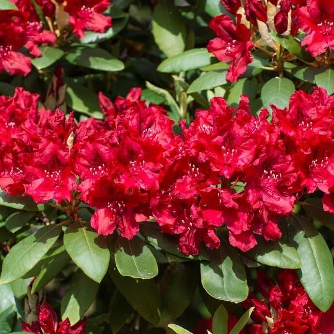 Röd Rododendron 50 cm hög