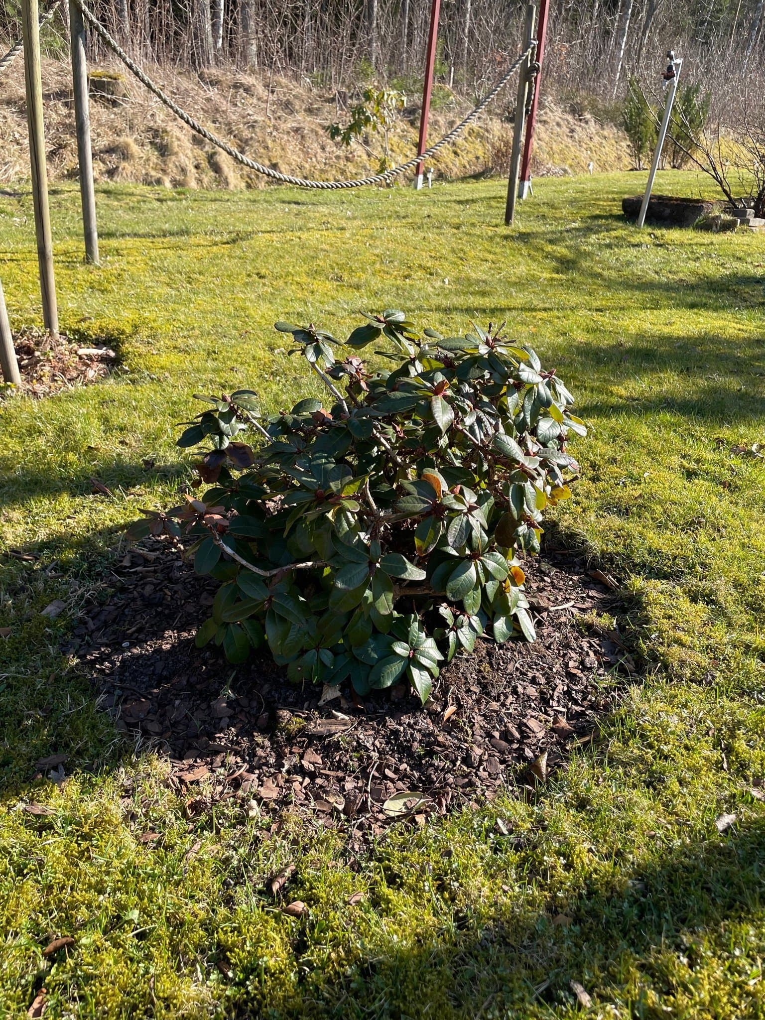 Röd Rododendron 50 cm hög