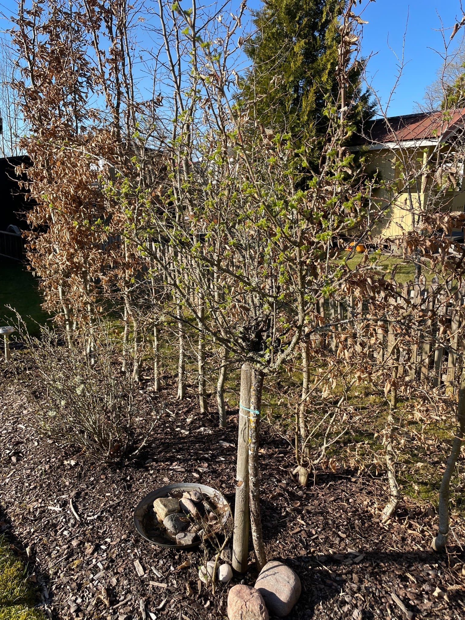 Röd krusbär på stam 160 cm hög