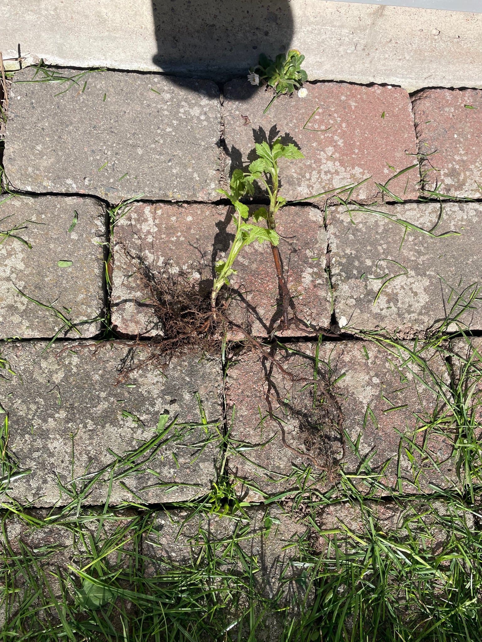 Höst hallon- Rotade plantor