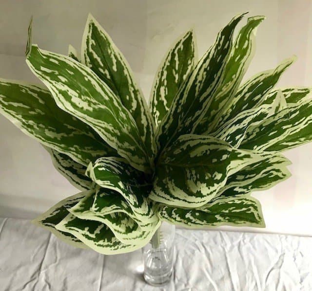 8 stycken gröna växter