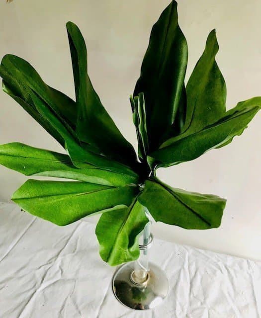 8 stycken gröna växter