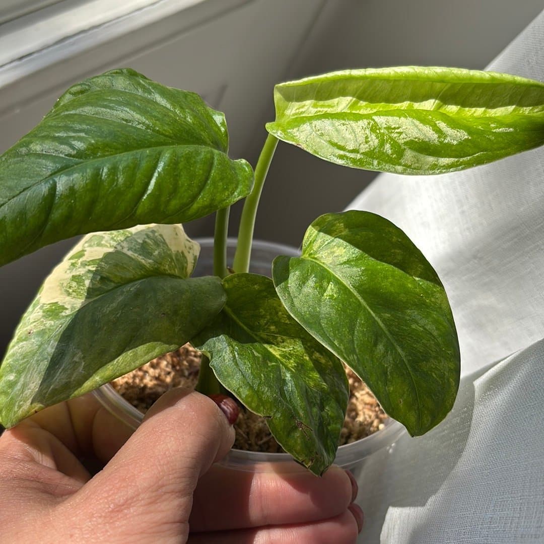 RARE Monstera Mayuna variegated