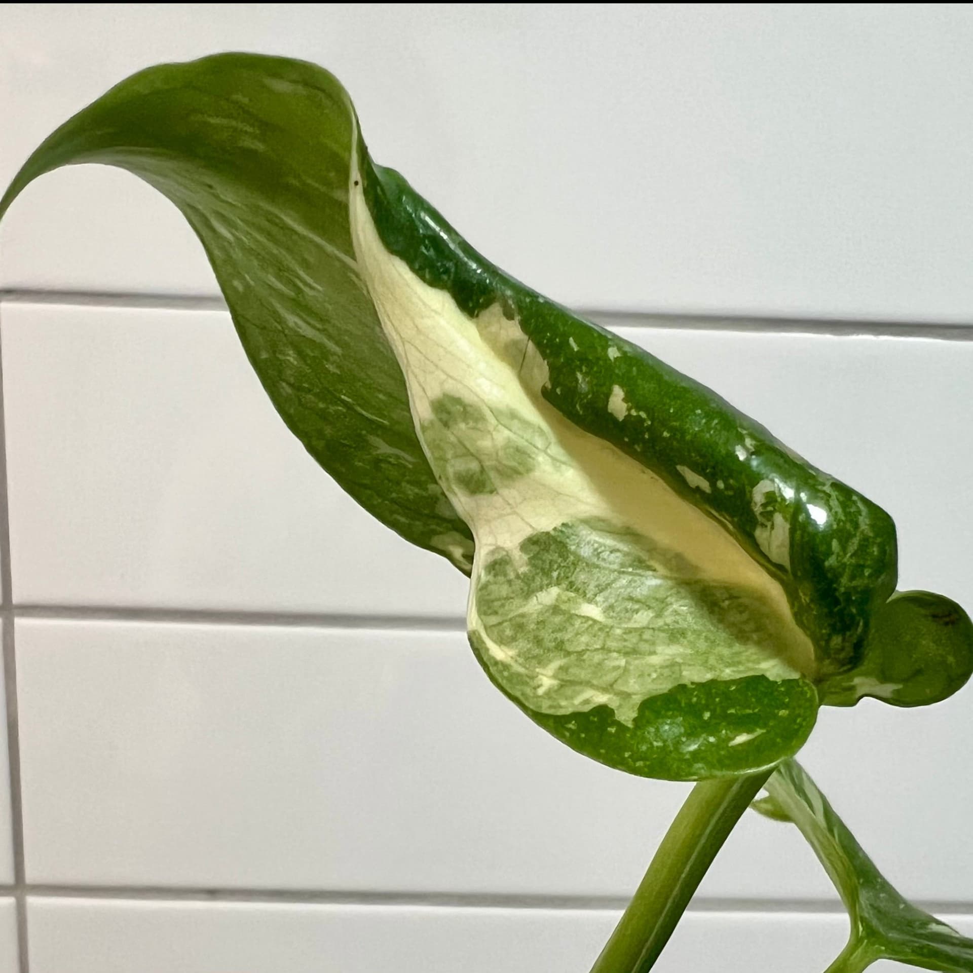 Monstera 'Thai Constellation' Mutation