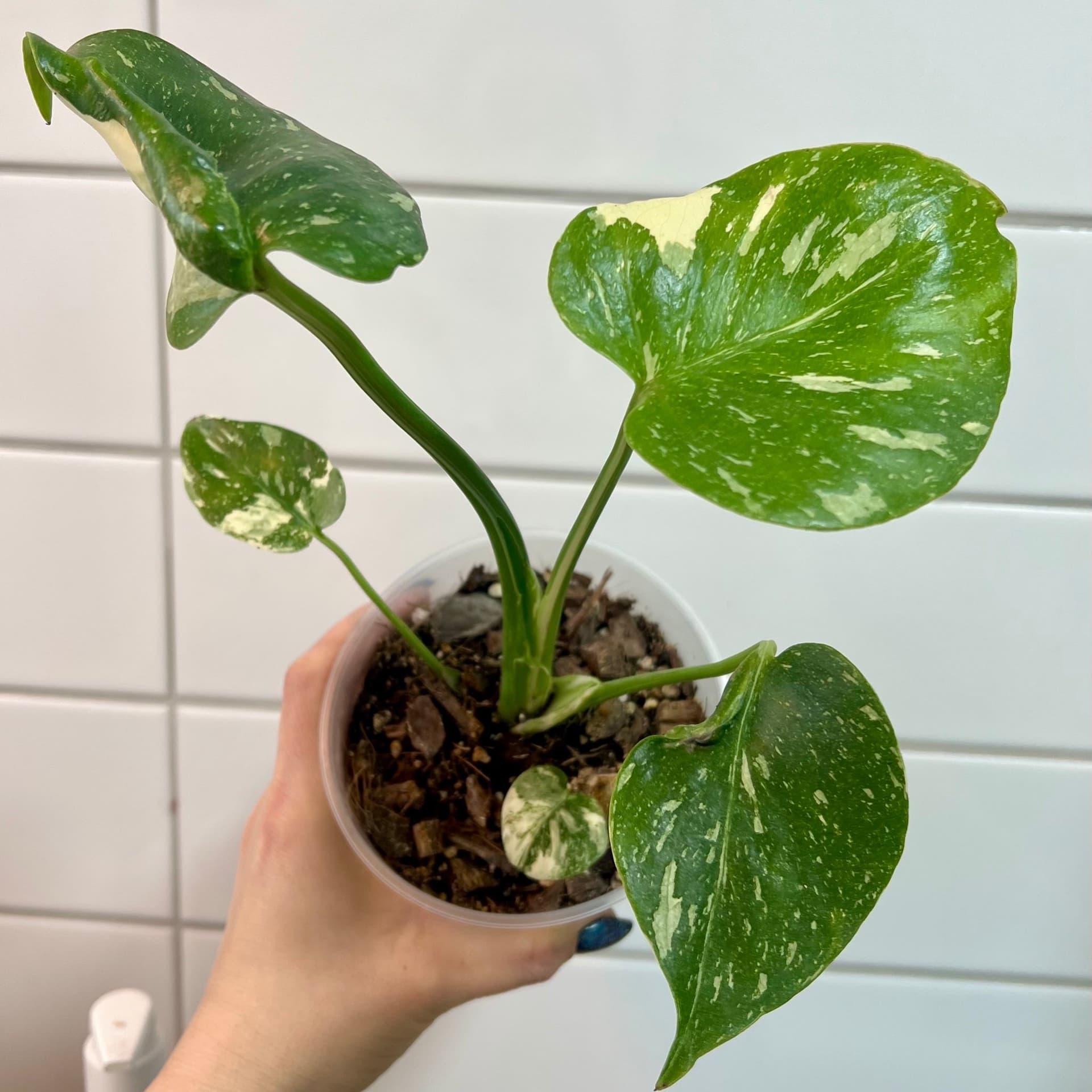 Monstera 'Thai Constellation' Mutation