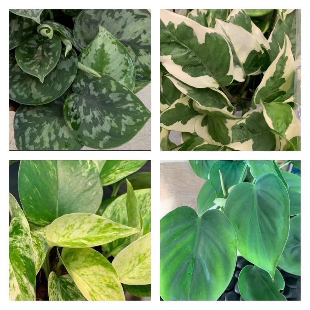 Varierat Växtpaket - fyra sticklingar av Scindapsus & Philodendron…..