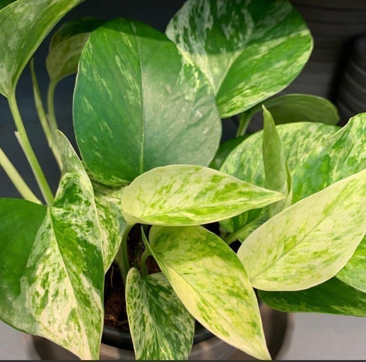 Varierat Växtpaket - fyra sticklingar av Scindapsus & Philodendron…..