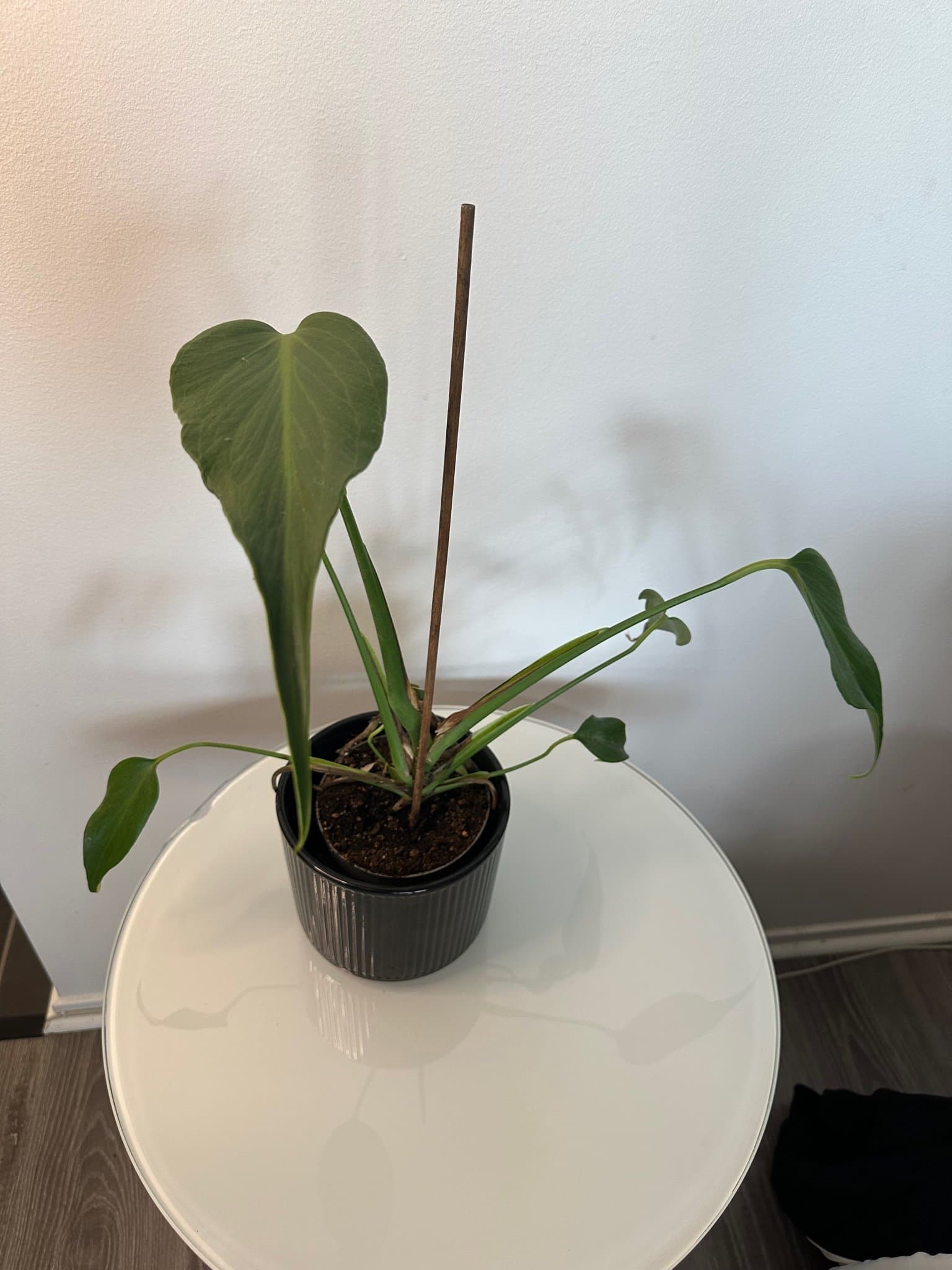 Monstera burle Marx flame
