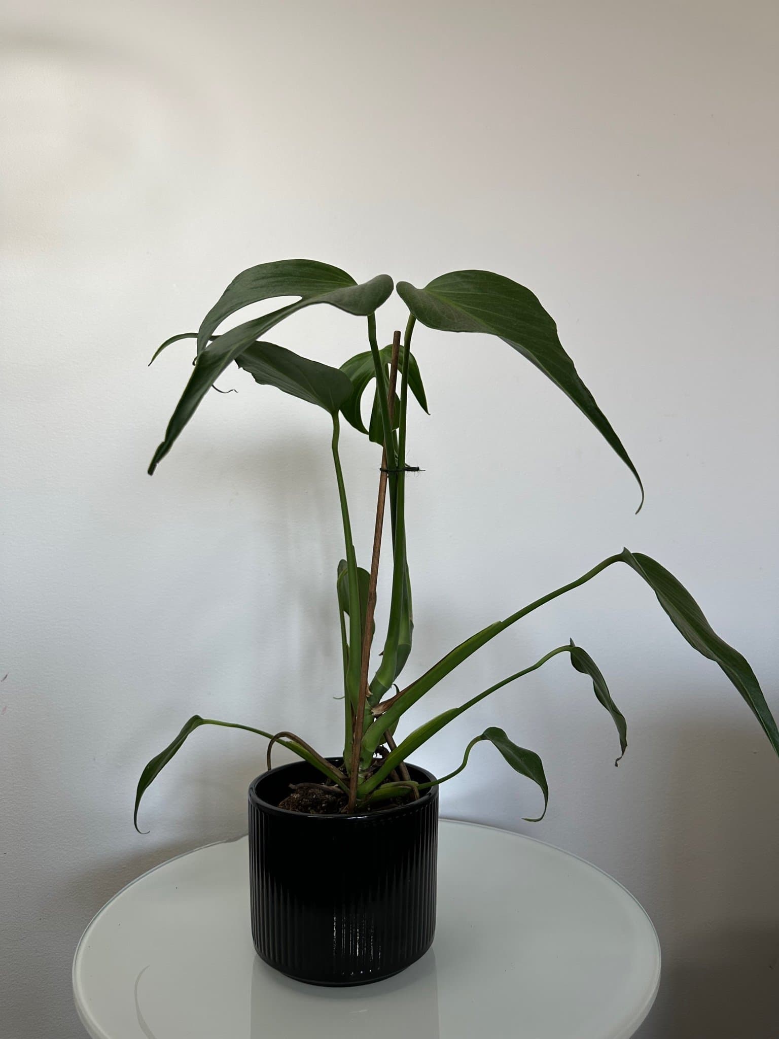 Monstera burle marx flame