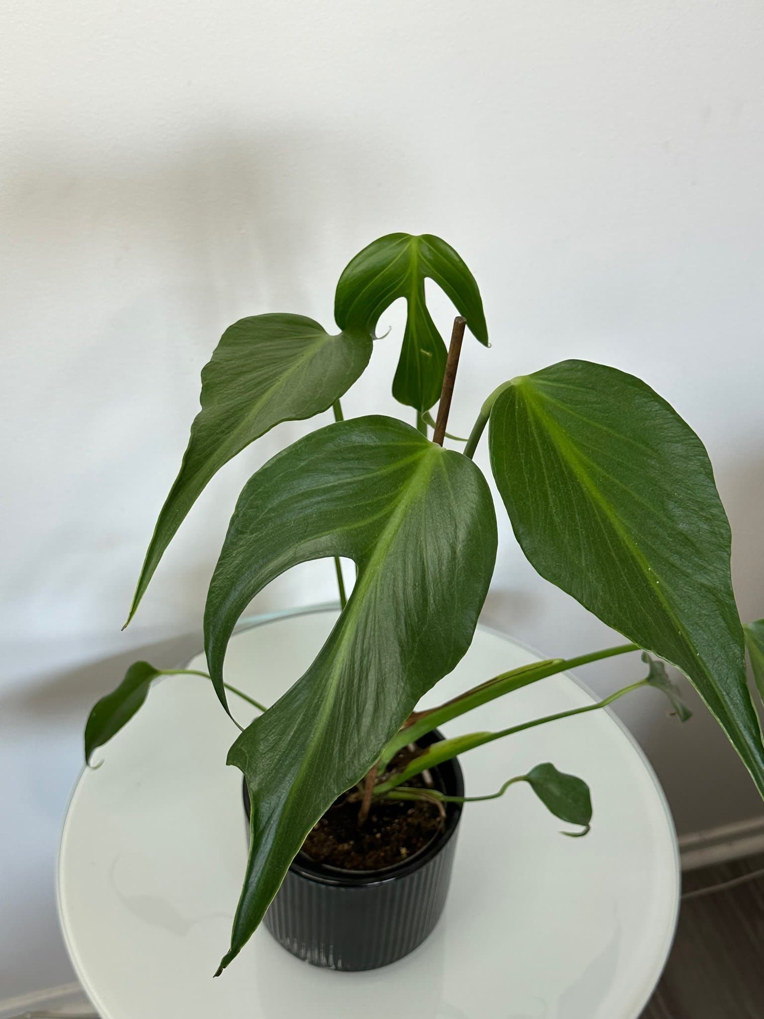Monstera burle marx flame