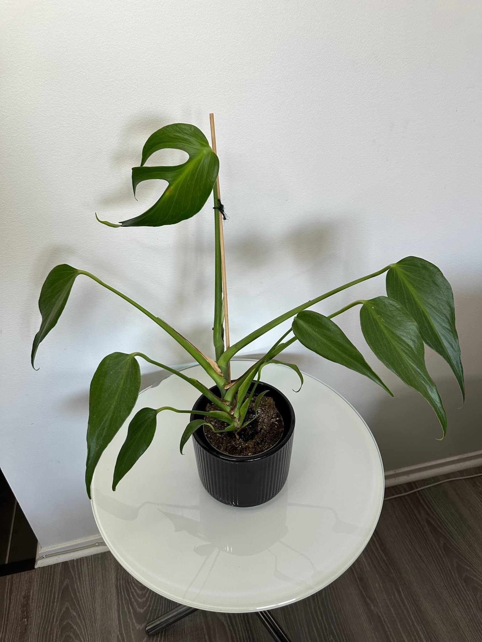 Monstera burle marx flame