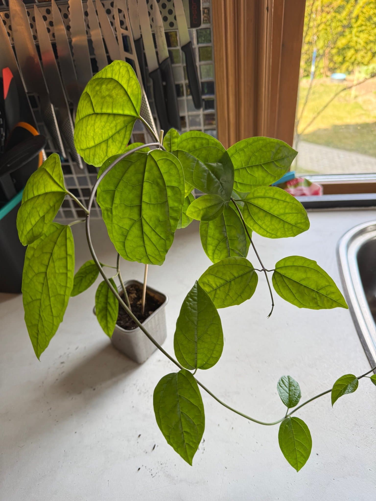 Ödesträd (Clerodendrum thomsoniae)