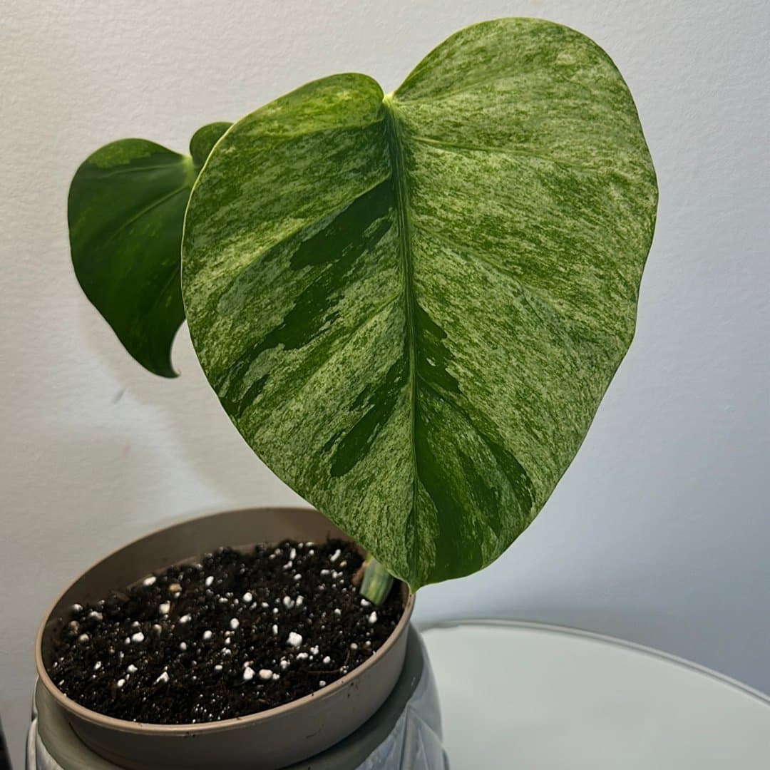 Monstera Jungle Mint EJ TC planta