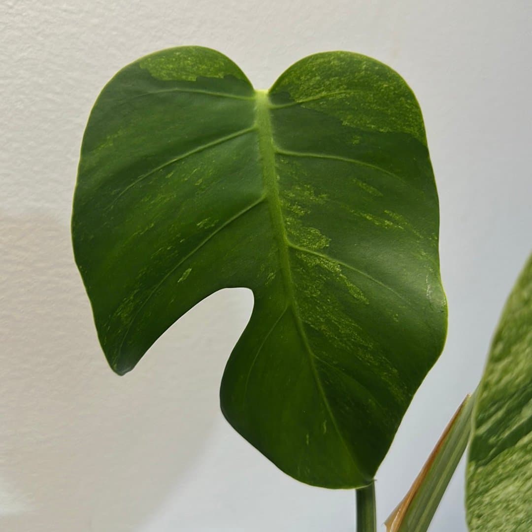 Monstera Jungle Mint EJ TC planta