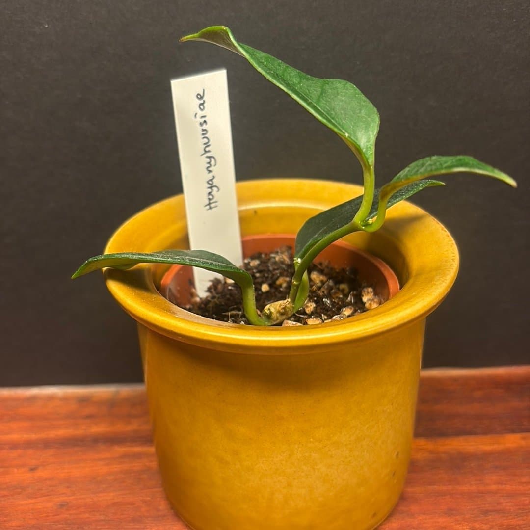 Hoya nyhuusiae. Välrotad stickling/liten planta