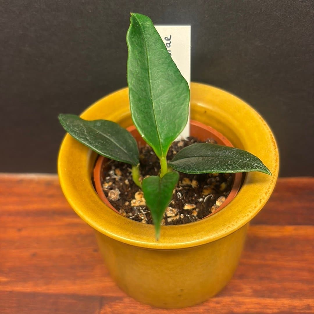 Hoya nyhuusiae. Välrotad stickling/liten planta