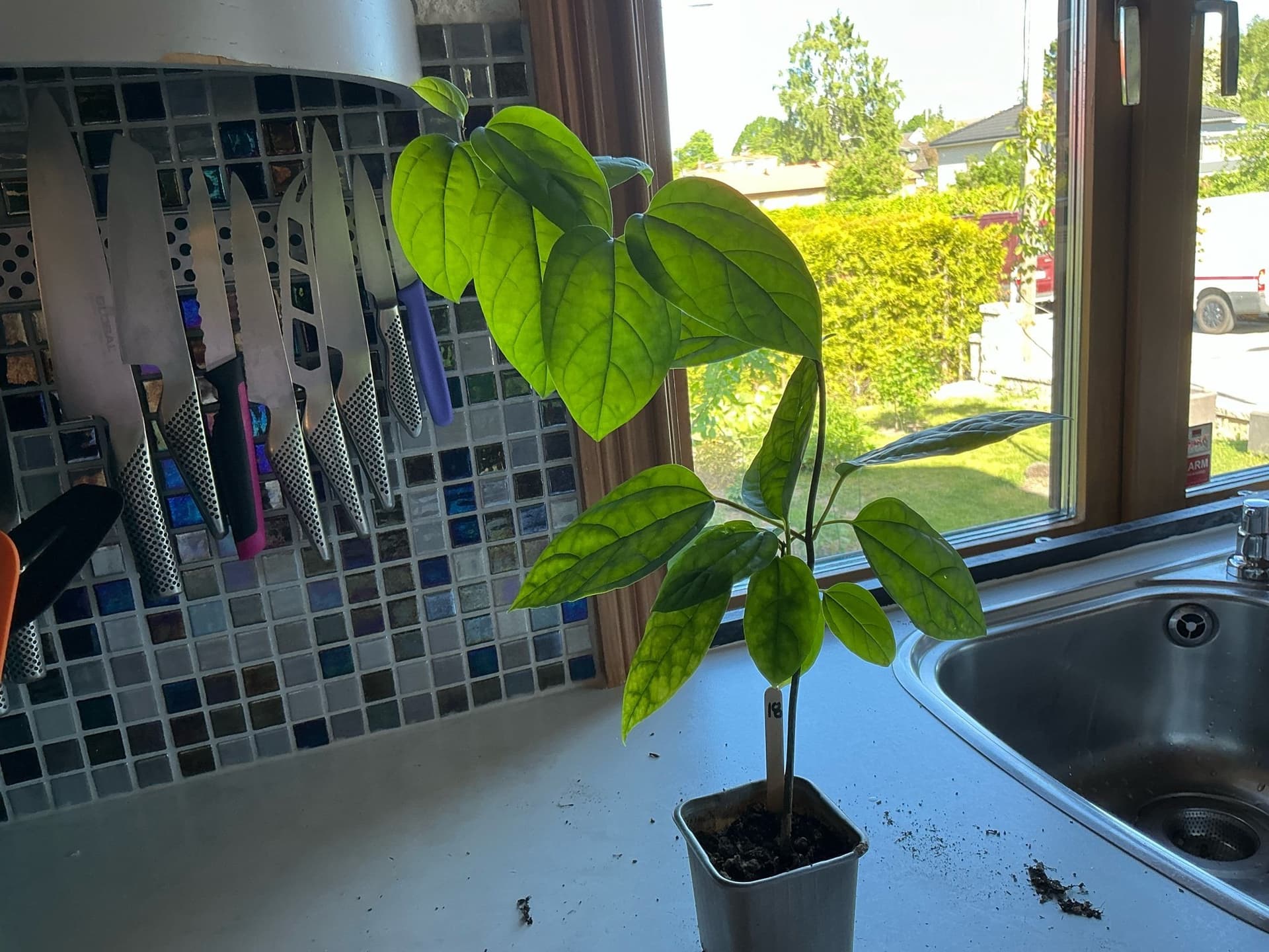 Ödesträd (Clerodendrum thomsoniae) Nr18