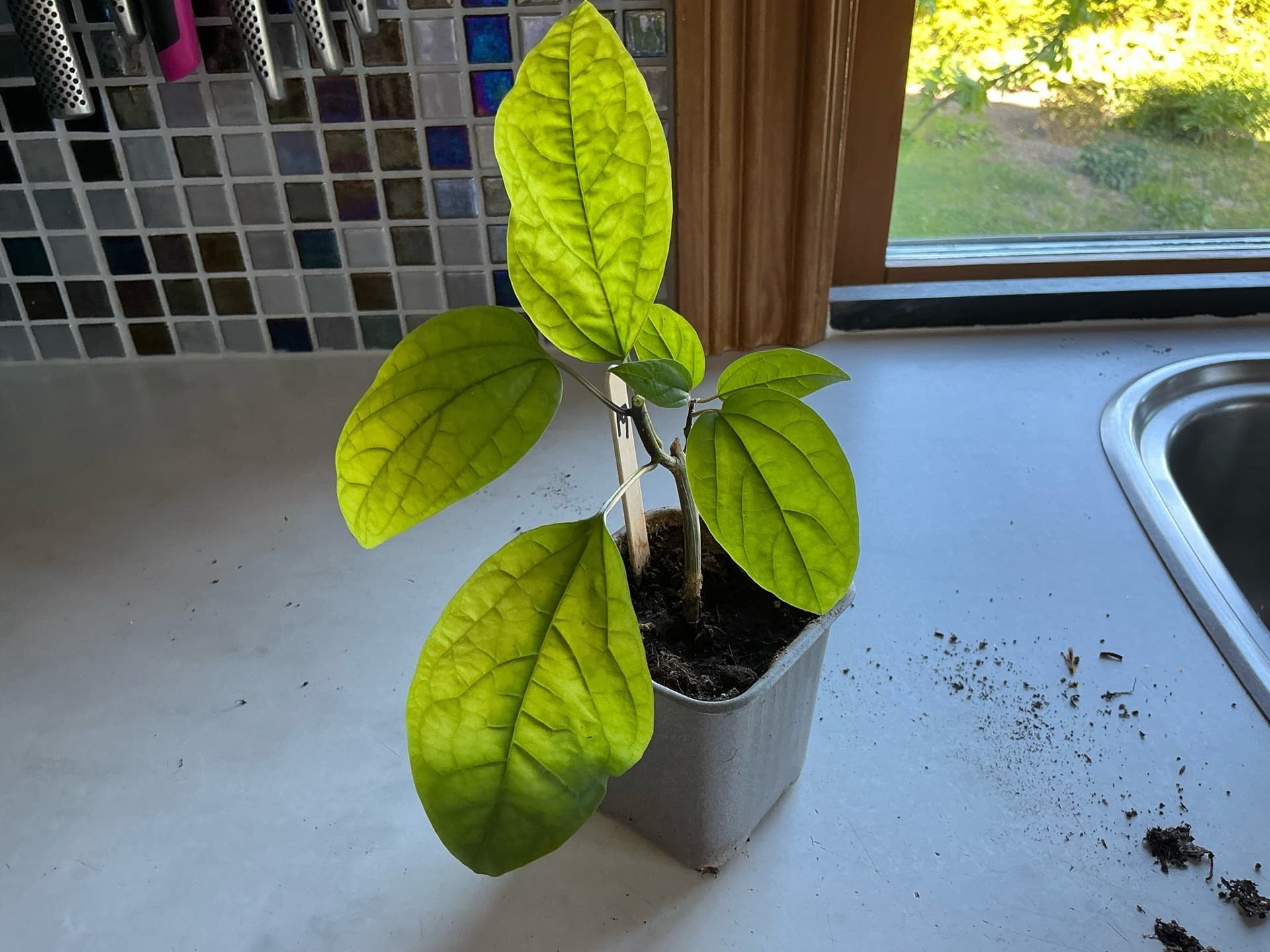 Ödesträd (Clerodendrum thomsoniae) Nr19