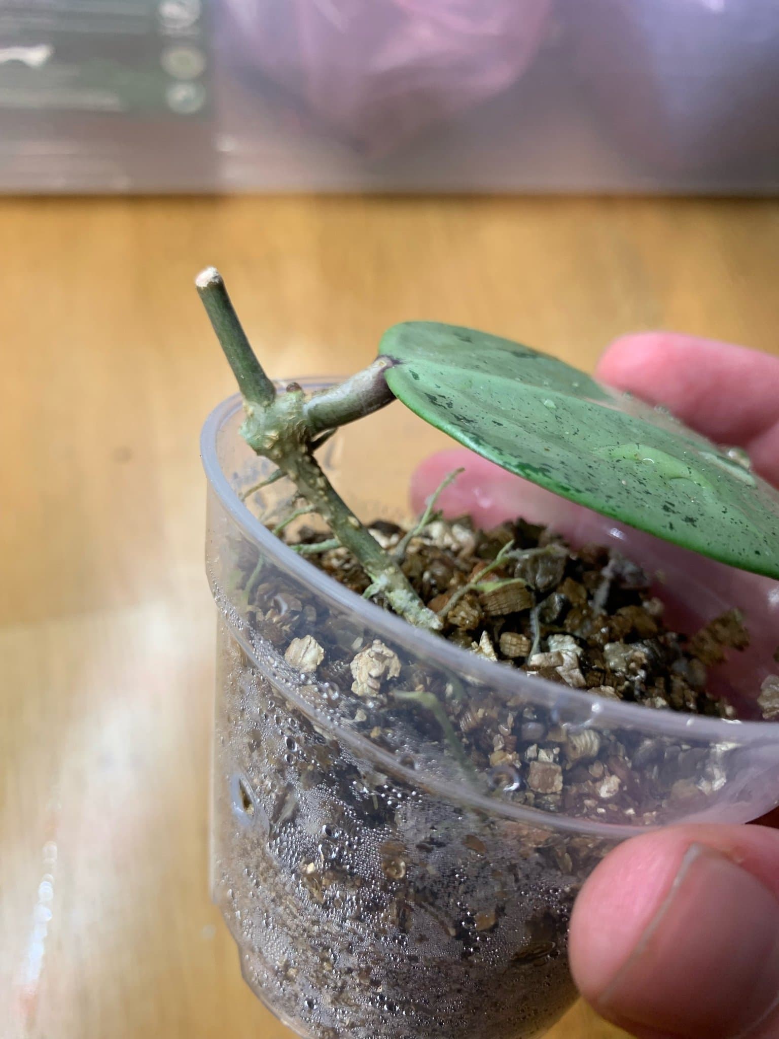 Hoya verticillata silver heart
