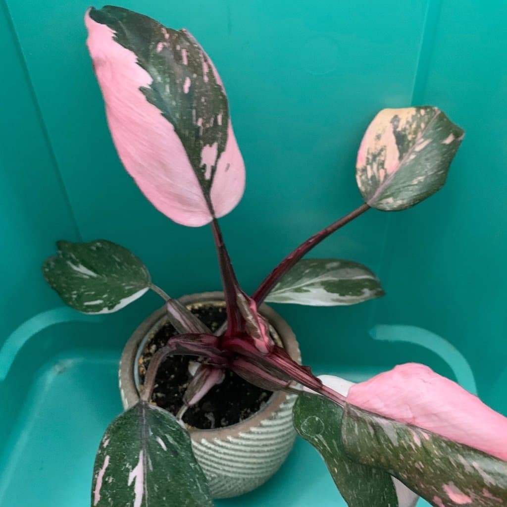 En tjusig planta av Philodendron RED ANDERSON