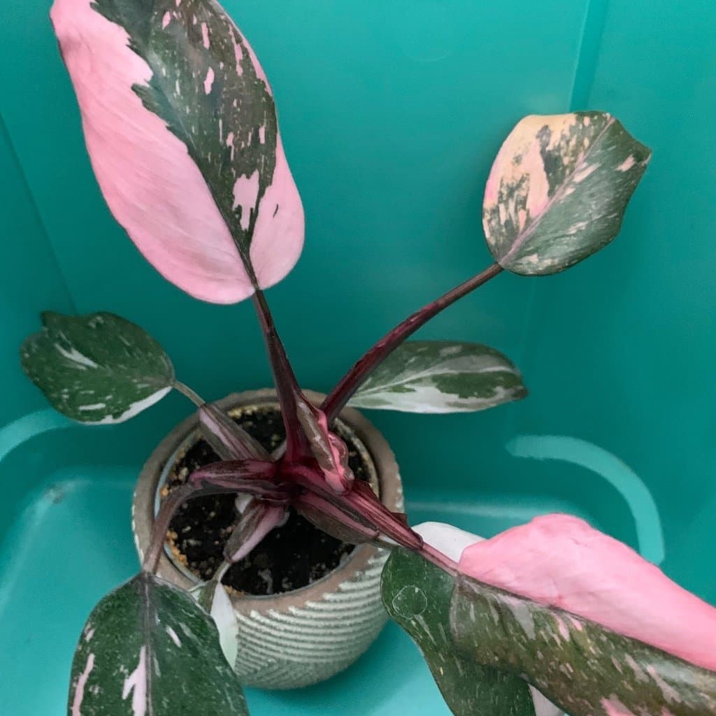 En tjusig planta av Philodendron RED ANDERSON