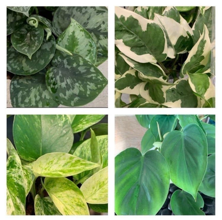 Varierat Växtpaket - fyra sticklingar av Scindapsus & Philodendron… m.m