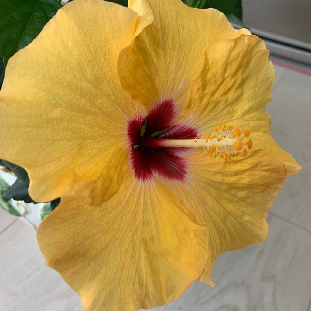Hibiskusplanta med gula blommor