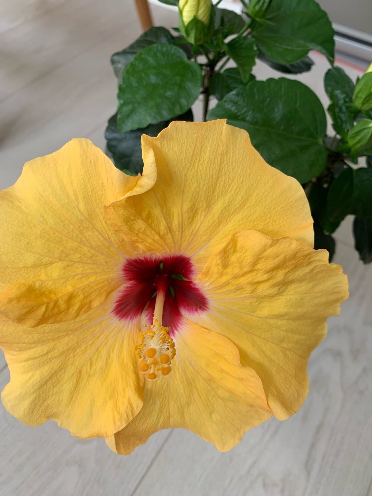 Hibiskusplanta med gula blommor