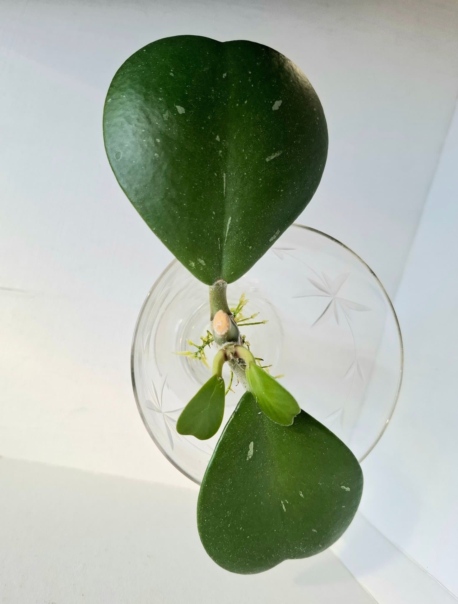 Hoya Kerrii/väl rotad stickling/planta med 4 fina blad /Hjärthoya
