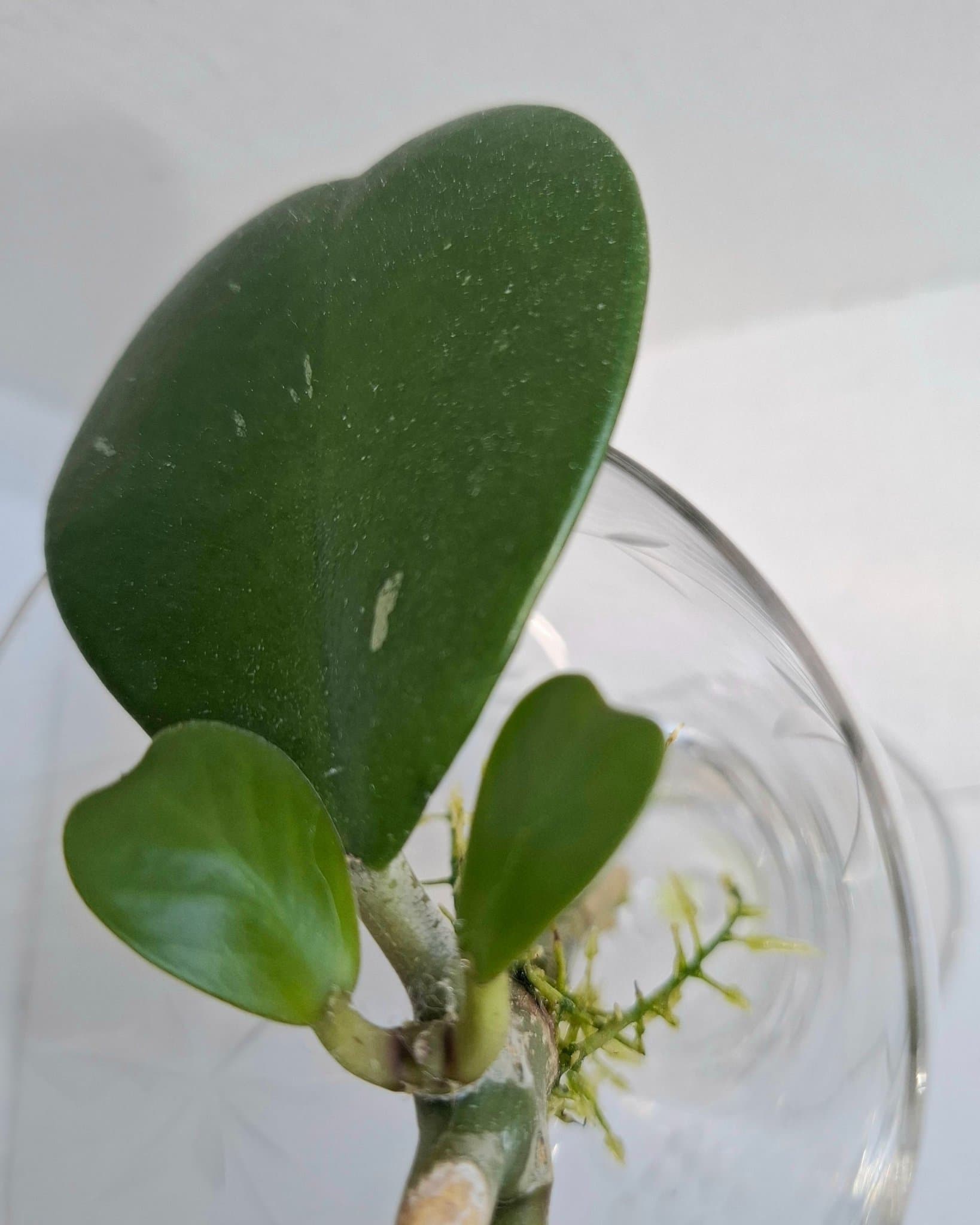 Hoya Kerrii/väl rotad stickling/planta med 4 fina blad /Hjärthoya