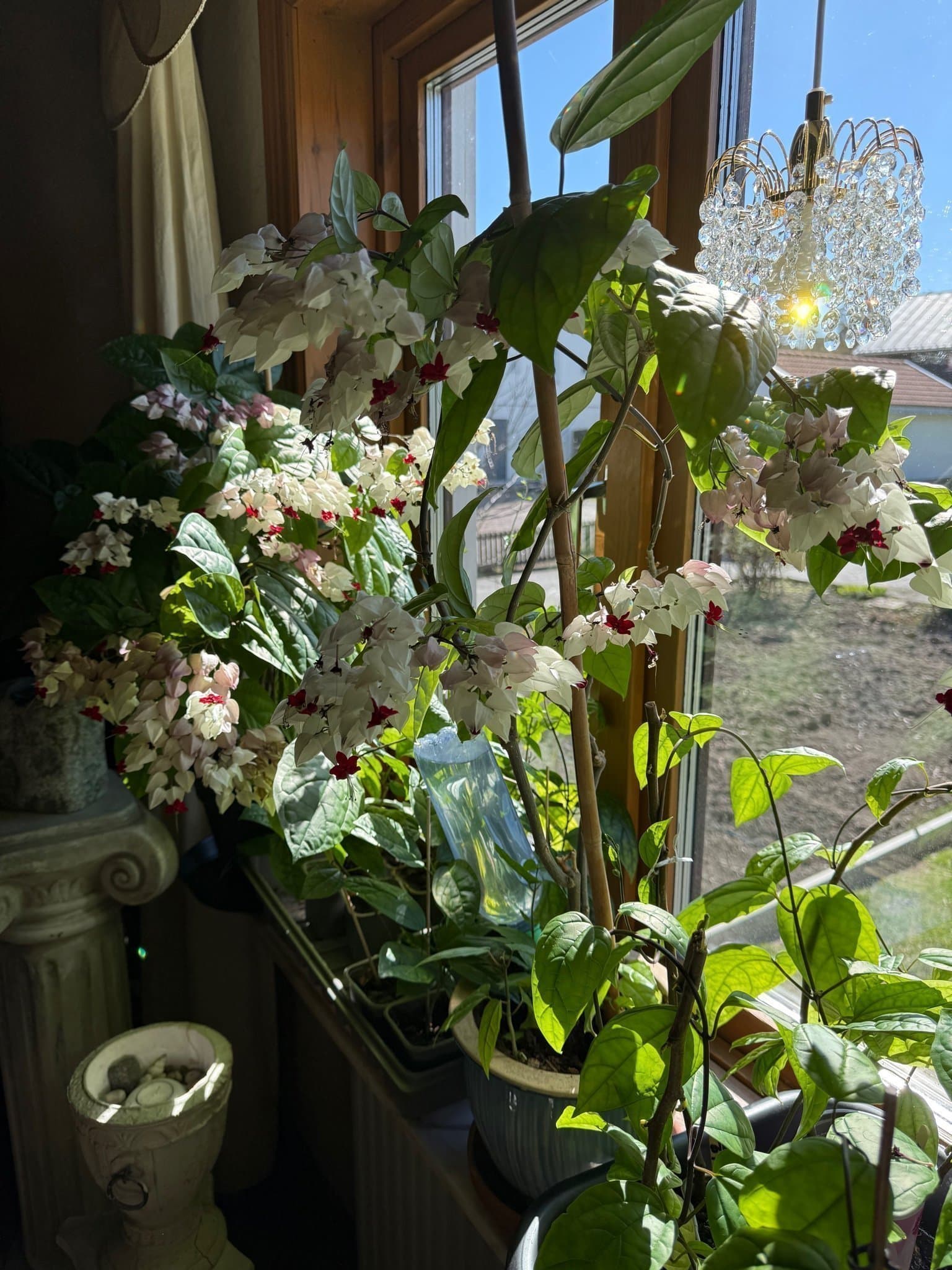 Ödesträd (Clerodendrum thomsoniae) Nr4