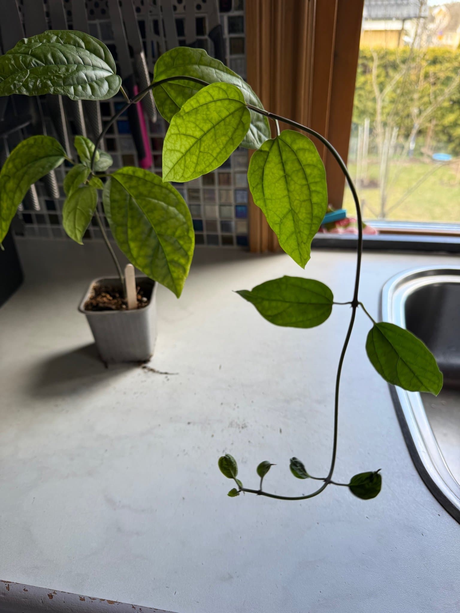 Ödesträd (Clerodendrum thomsoniae) Nr5