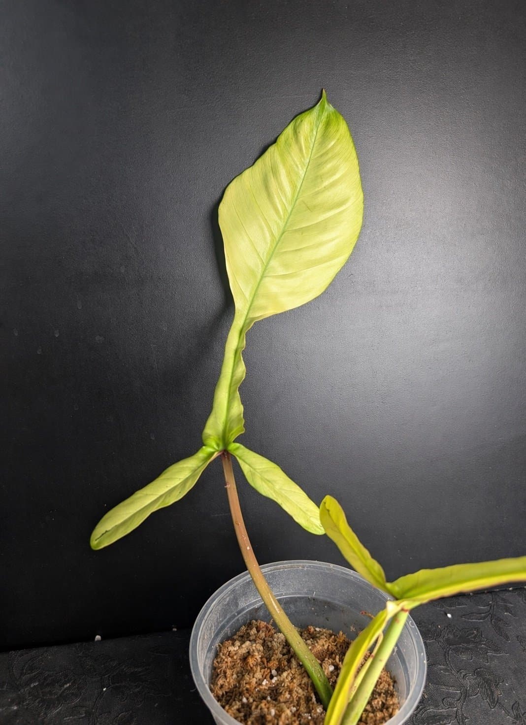 RARE Philodendron Joepii Mint ghost variegated