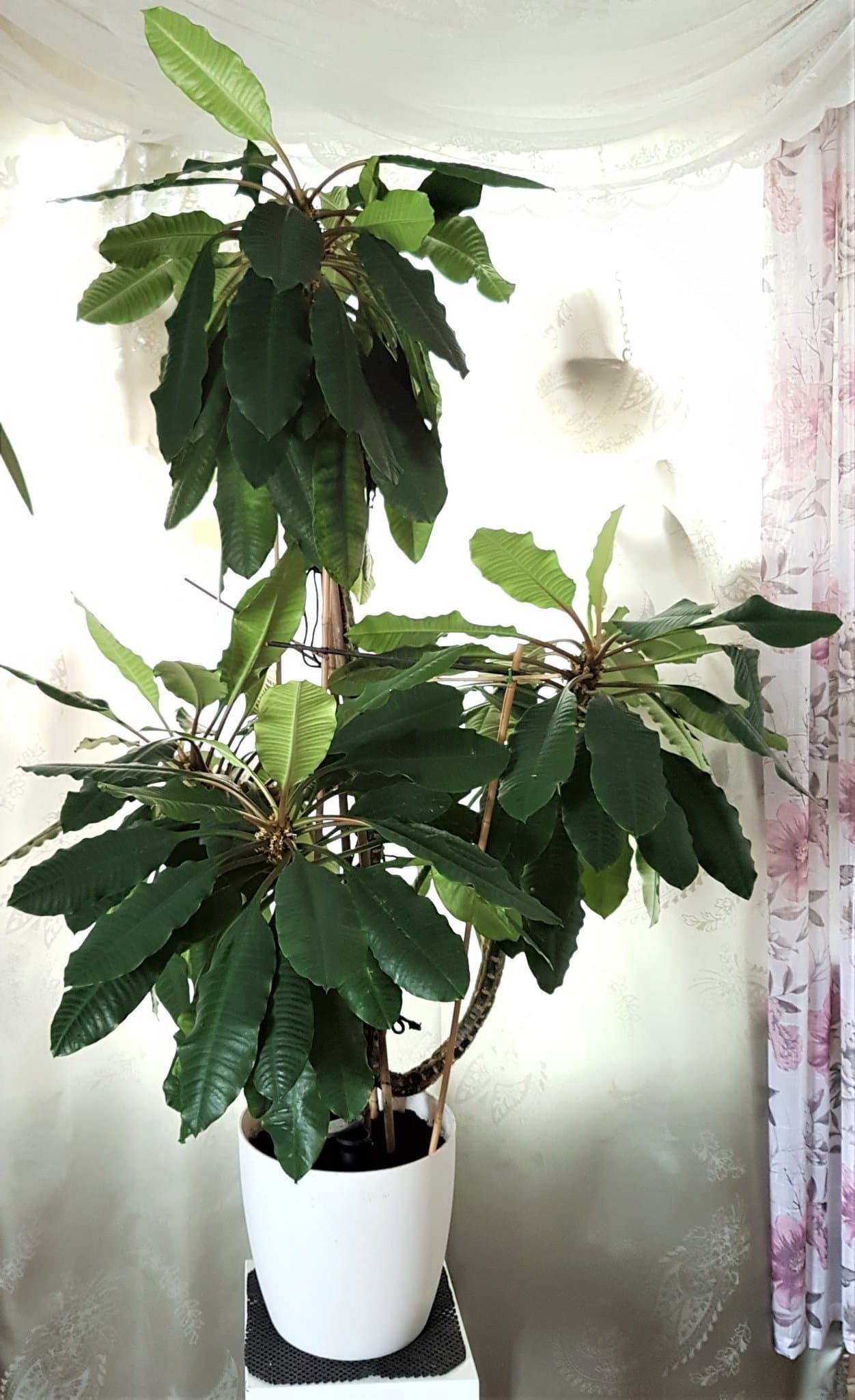 Euphorbia Leuconeura - Madagaskar Jewel