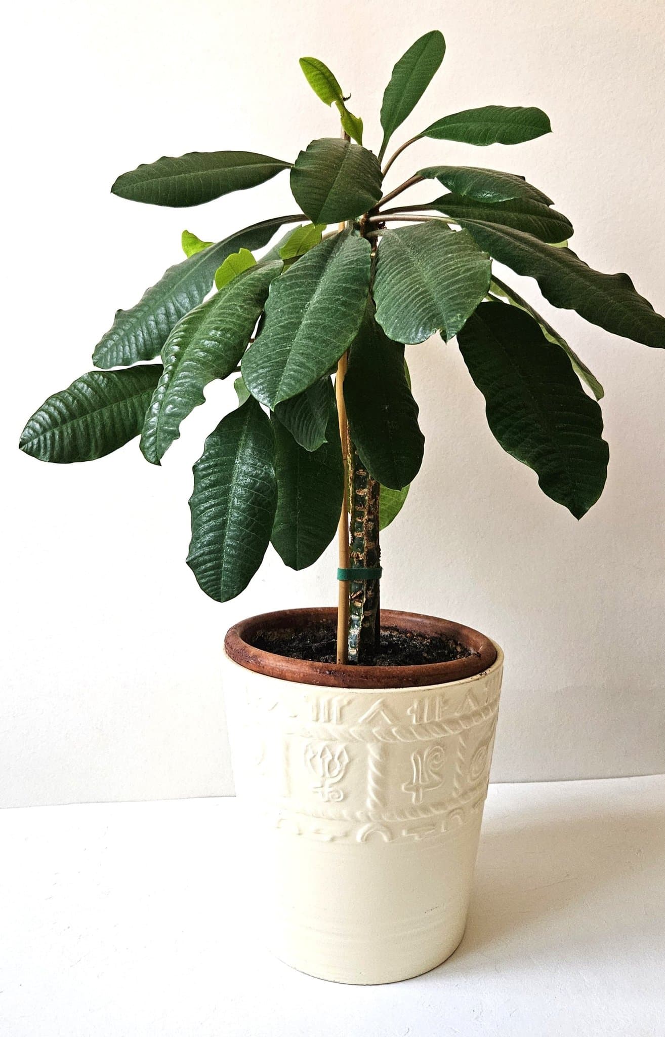Euphorbia Leuconeura - Madagaskar Jewel
