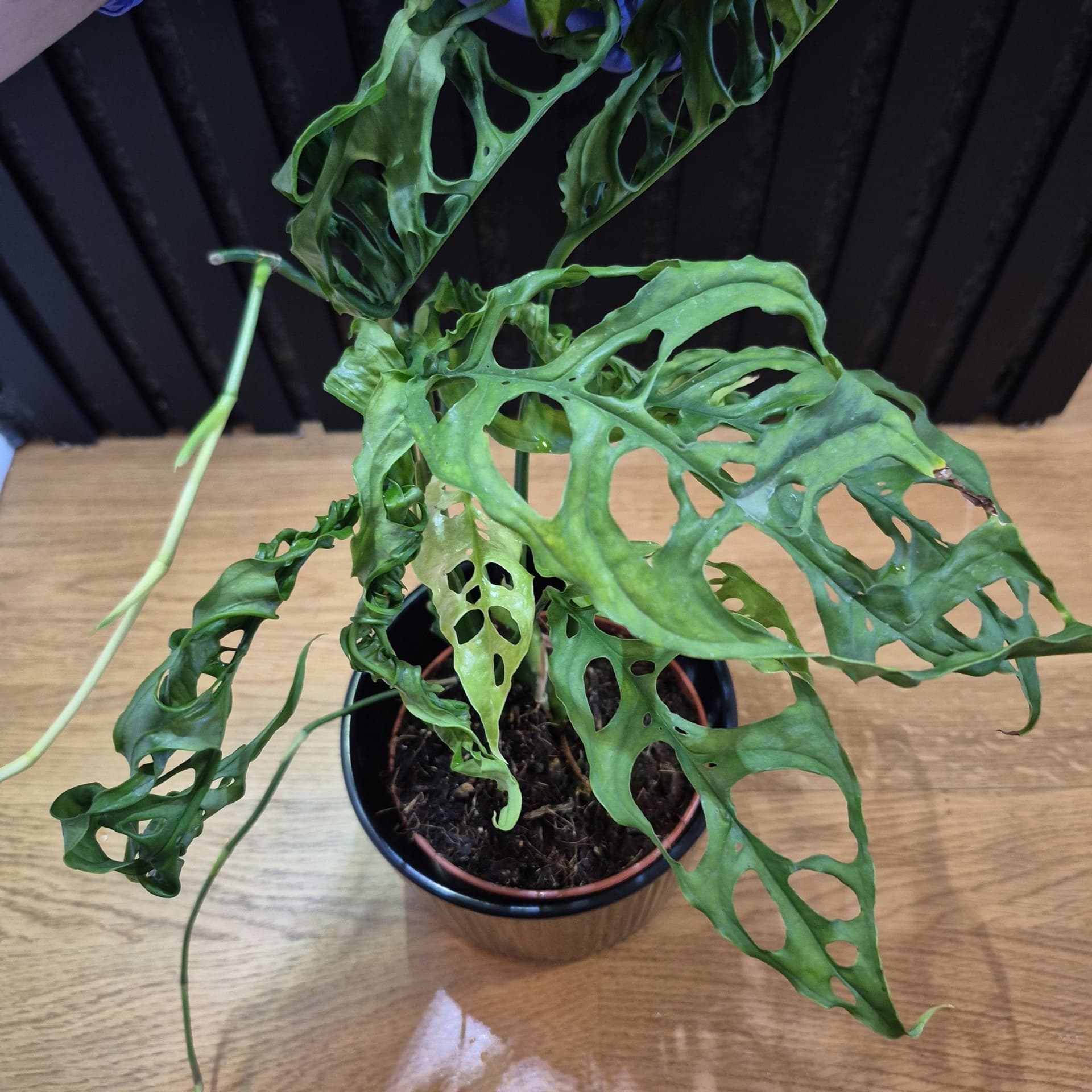 Monstera obliqua Peru säljes 🌿