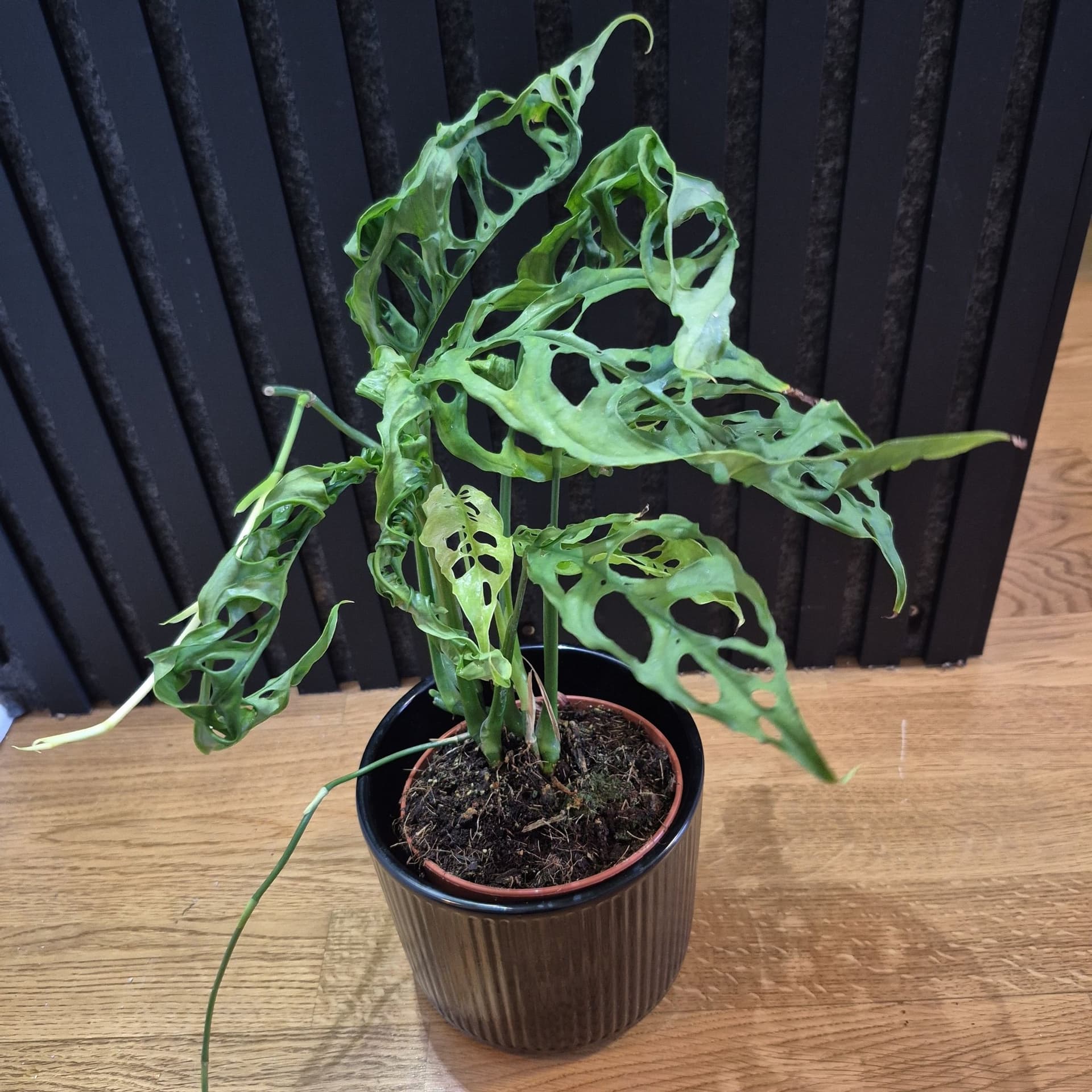 Monstera obliqua Peru säljes 🌿