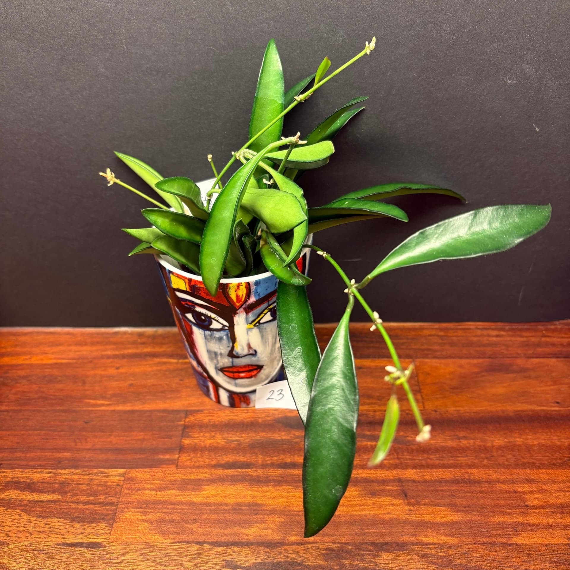 Hoya wayetii, rotad stickling/liten planta