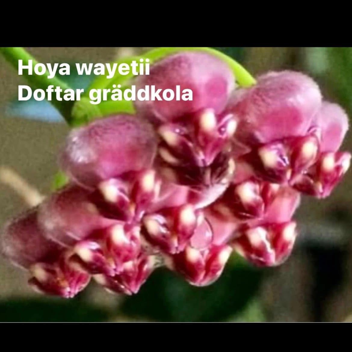 Hoya wayetii, rotad stickling/liten planta