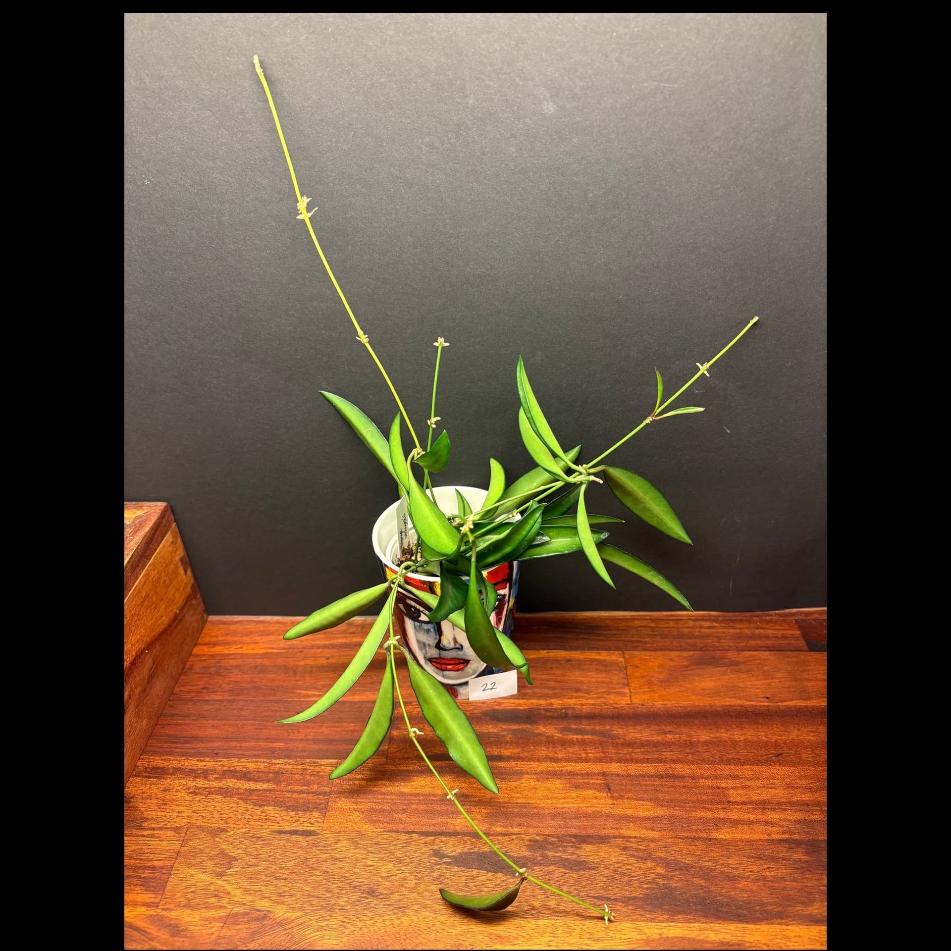 Hoya wayetii, rotad stickling/liten planta