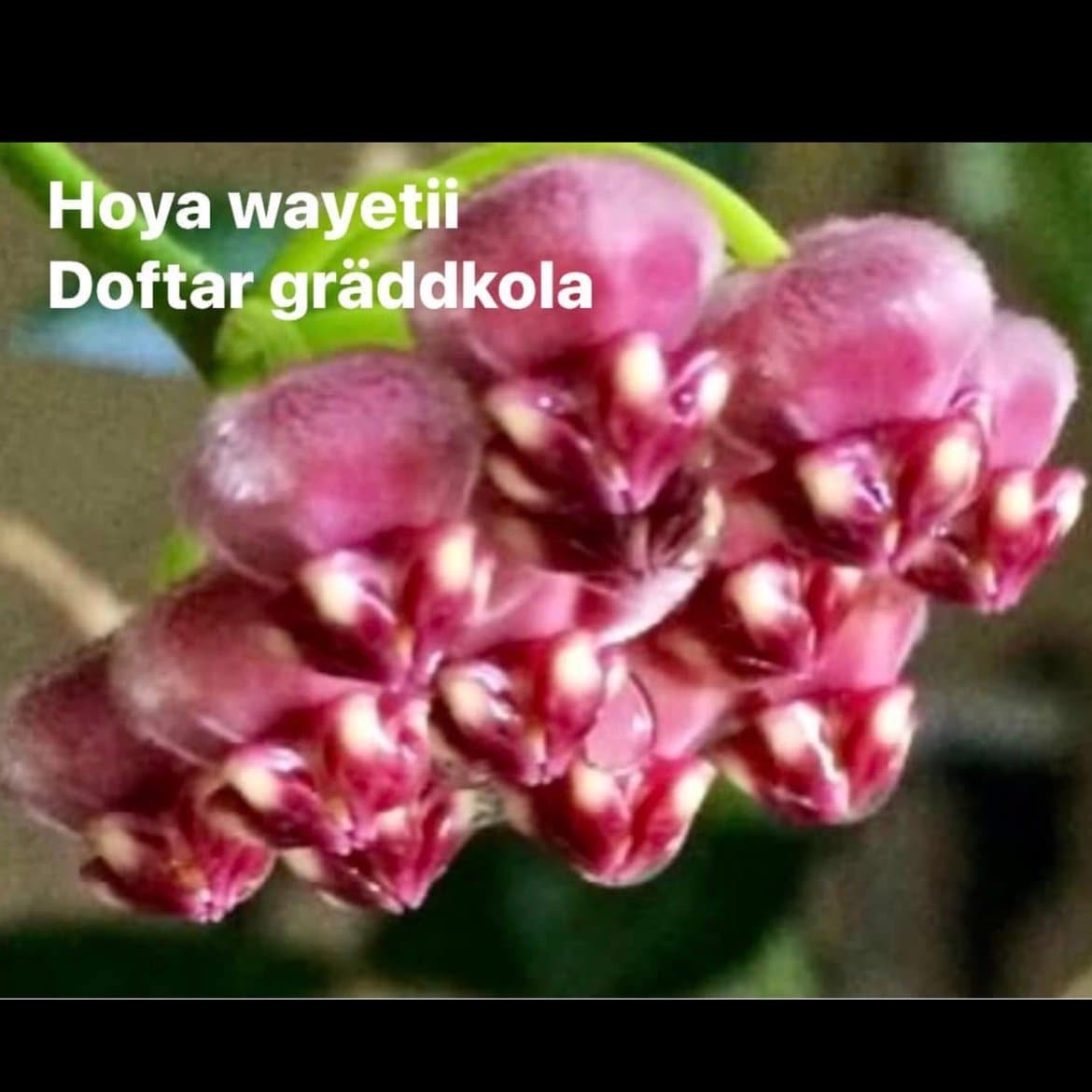 Hoya wayetii, rotad stickling/liten planta