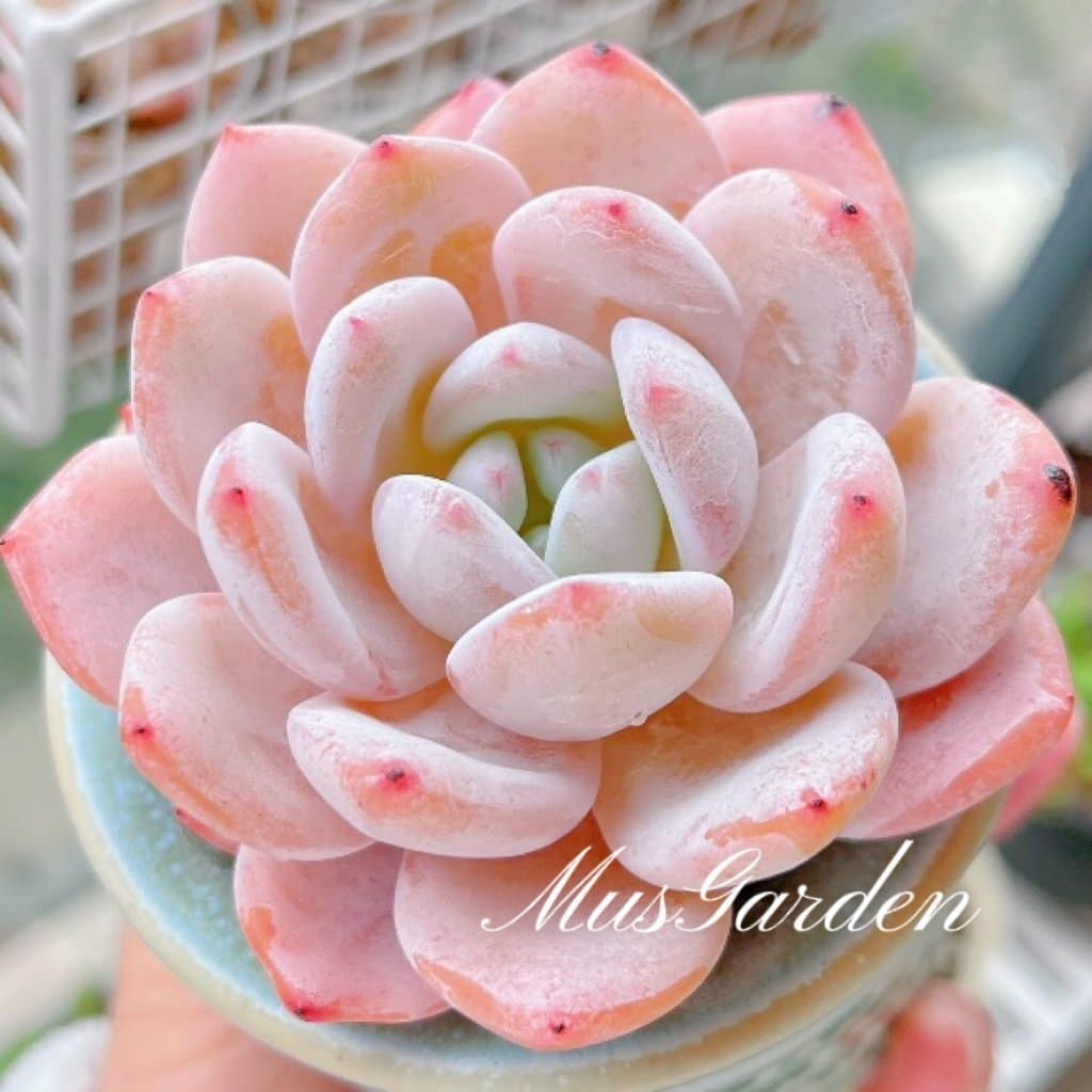 Echeveria Lauri hybrid - Young plant - Single huvud - Rare succulent