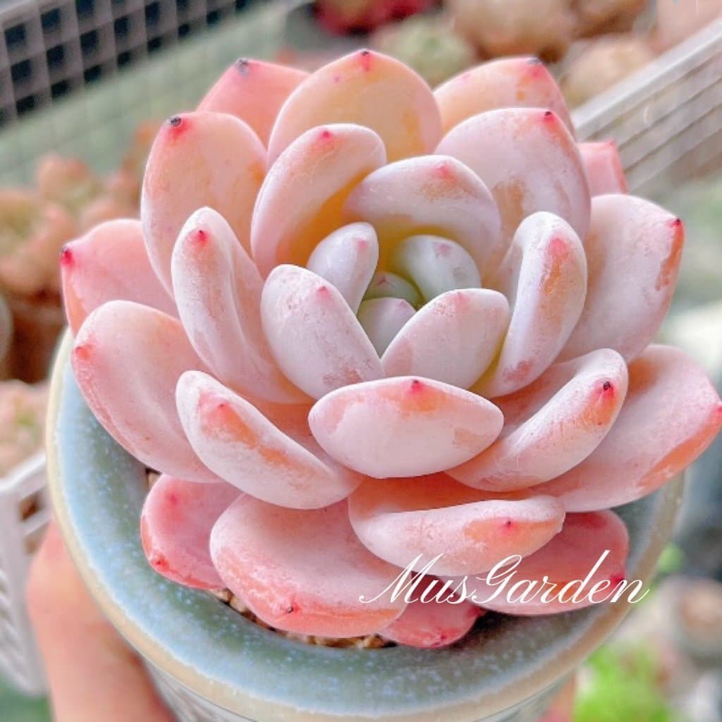 Echeveria Lauri hybrid - Young plant - Single huvud - Rare succulent