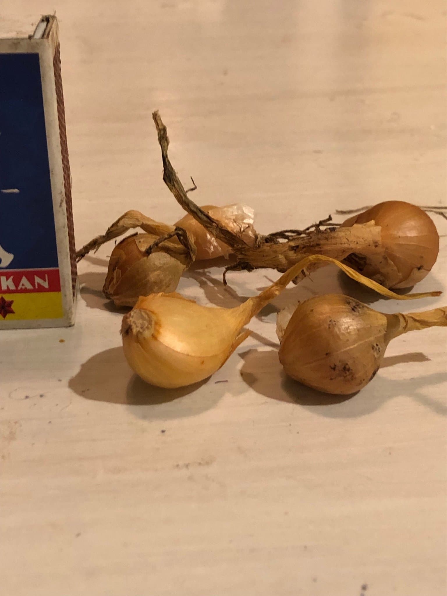 Storpack 25 st Potatislök, utsäde till perenn (flerårig) grönsak