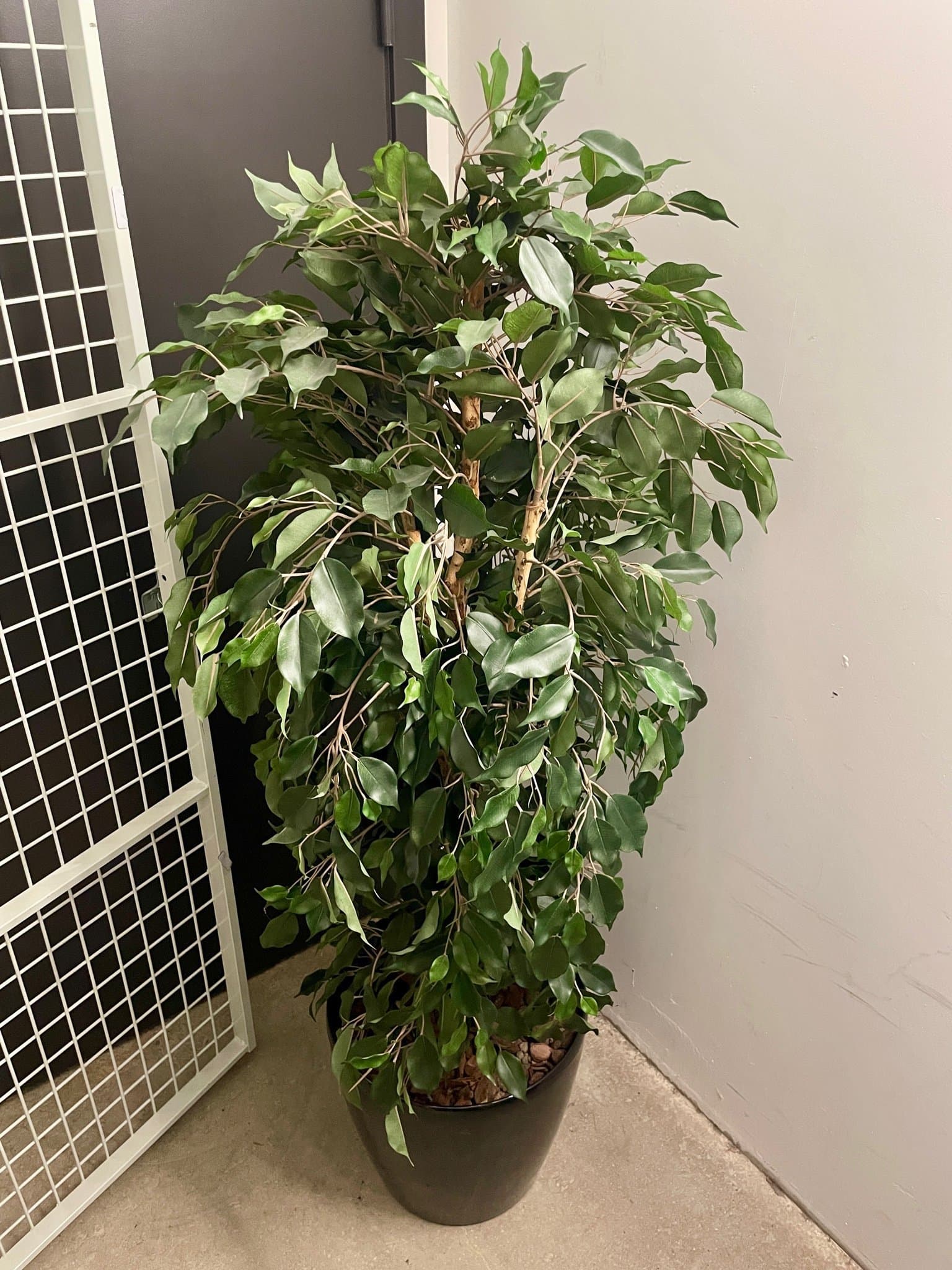 Fikus - Grön - 170 cm