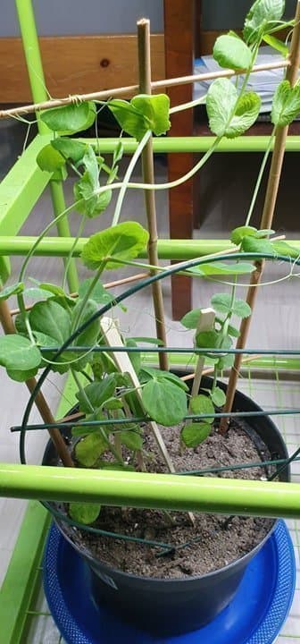 Grå sockerärt/Pisum sativum - Lokförare Bergfälts Jätteärt, 9 frön