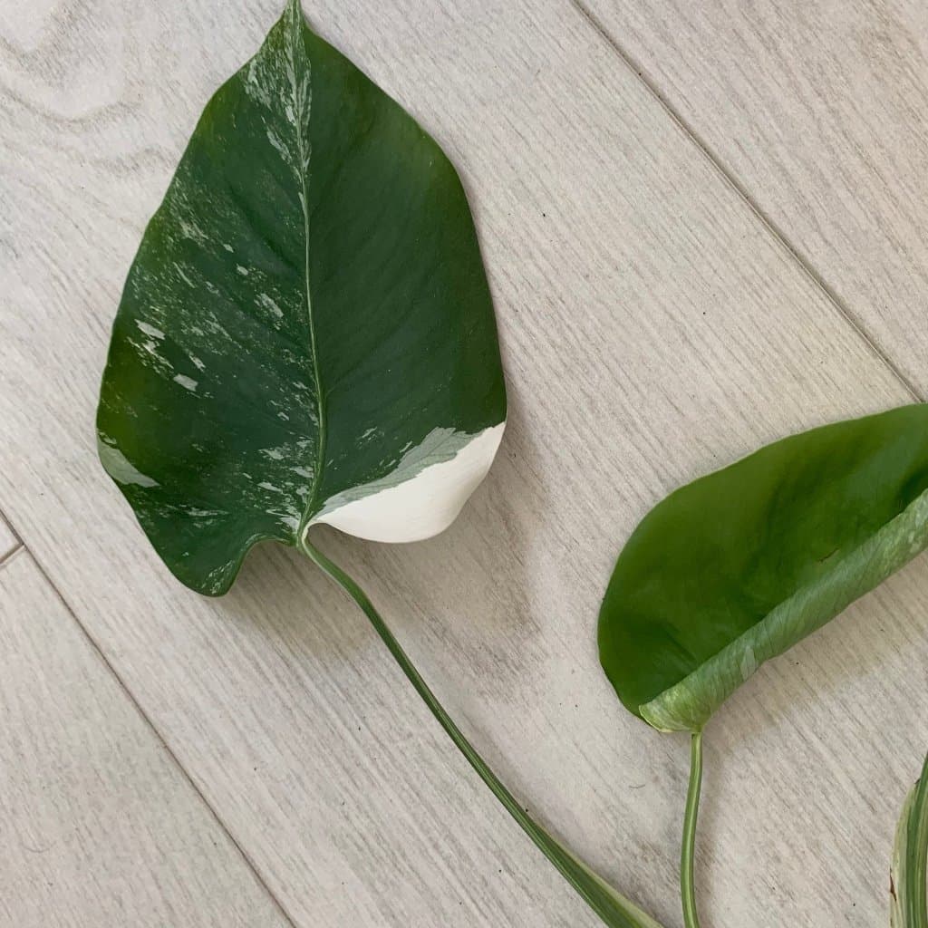 En tjusig stickling av Monstera Albo variegata